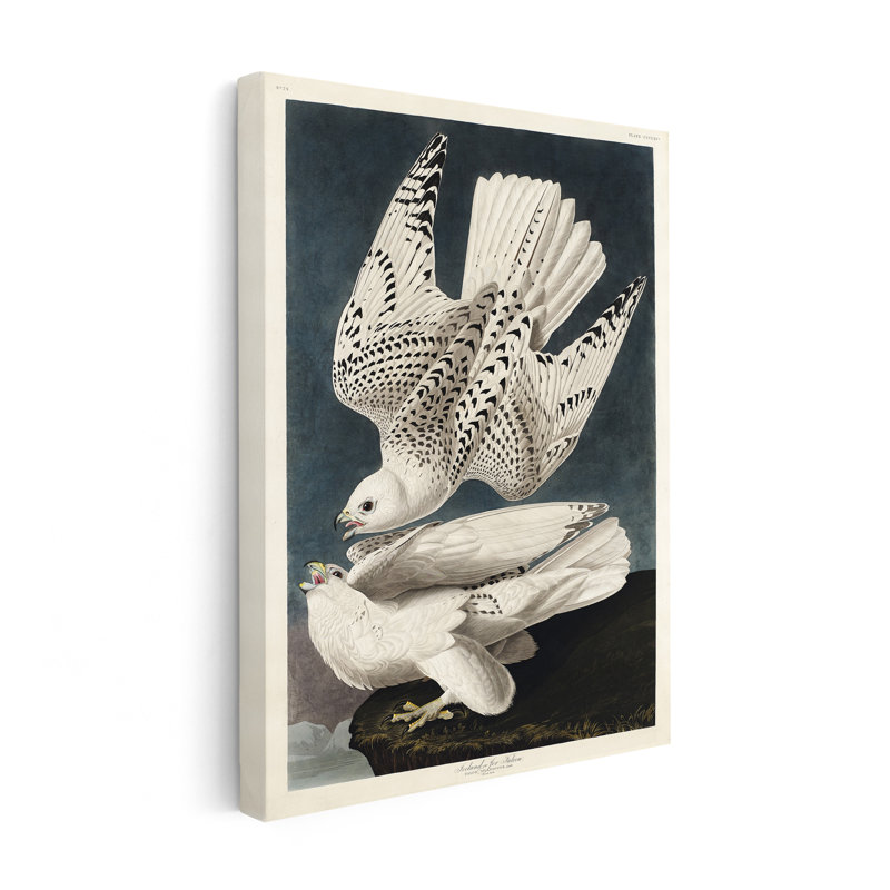 John James Audubon - Gyrfalcon, Unframed, Canvas, 12"H x 16"W