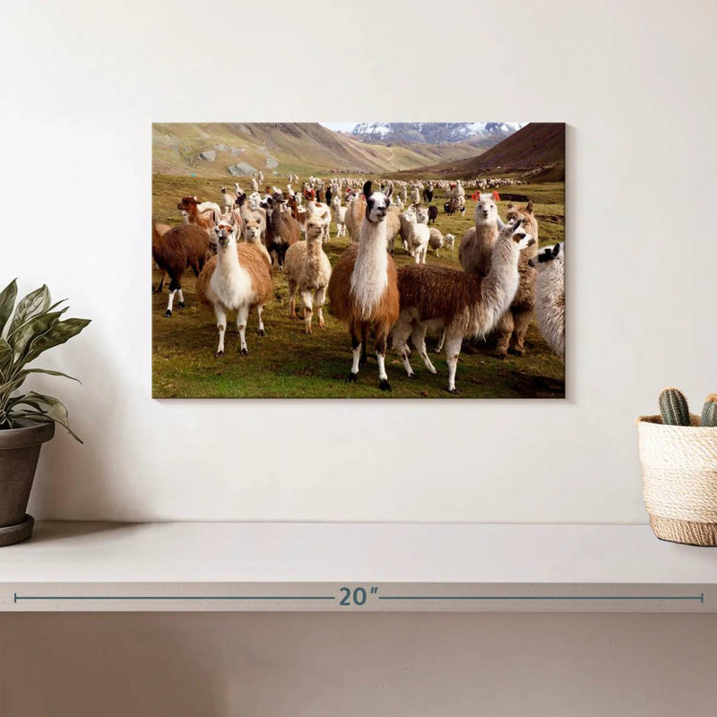Brampton, lamas et alpagas, H 8 po x l 12 po