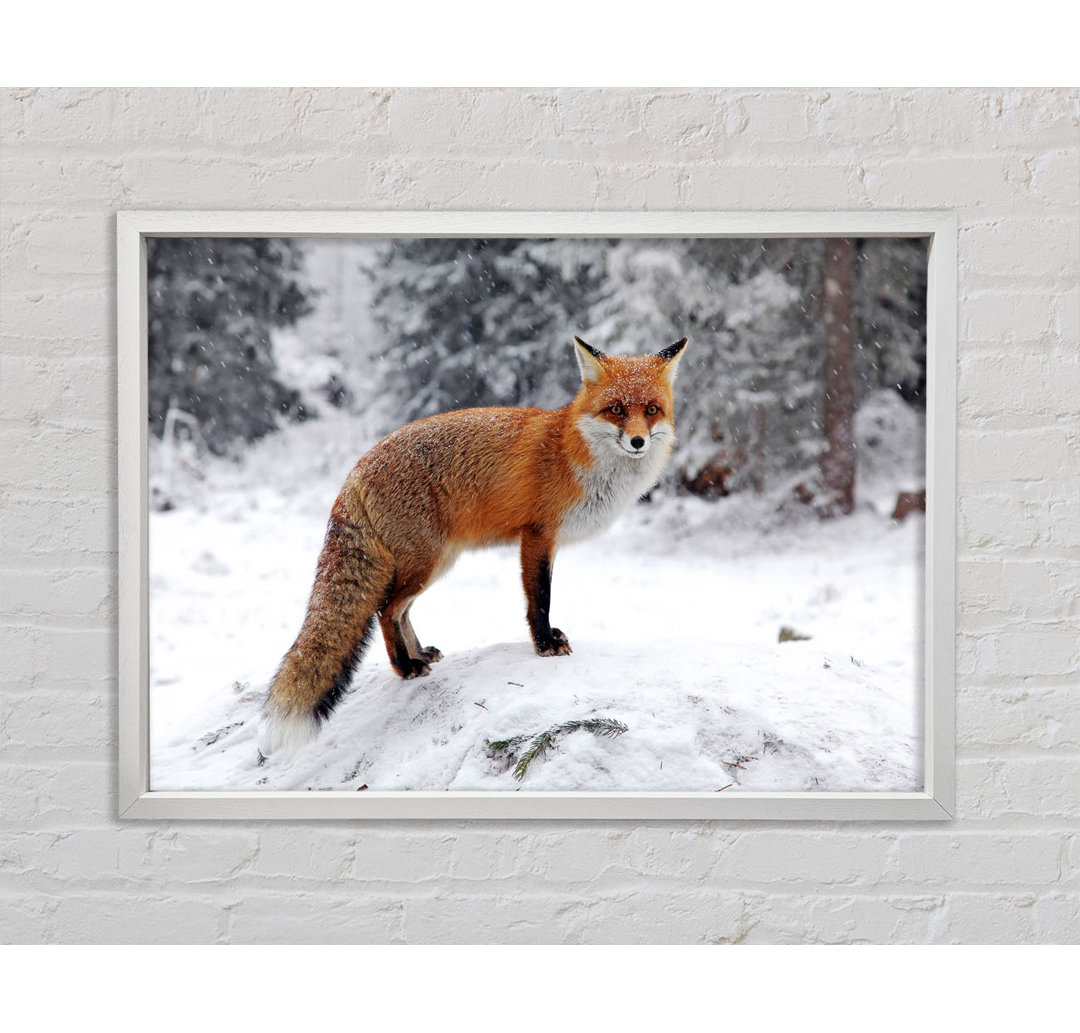 Schneefuchs - Einzelner Bilderrahmen Kunstdrucke auf Leinwand