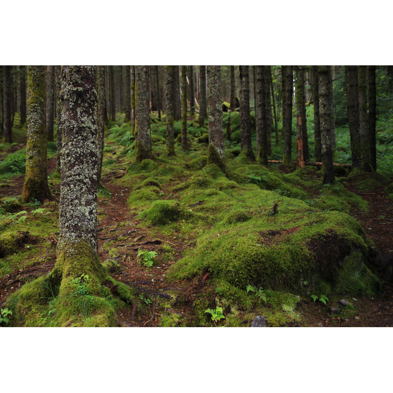 Myron Moss Forest In Bergen by Kseniya_Milner - Wrapped Canvas Print, 30cm H x 46cm W x 3.8cm D