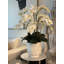 Matte Visage Vase With White Orchids