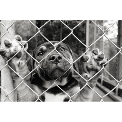 " Pup In A Pen " by Suemack