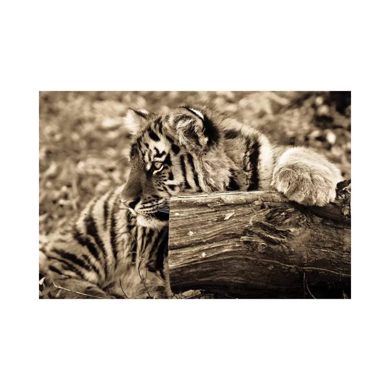 Tiger Baby by Goran Anastasovski - Wrapped Canvas Print, 20.32 cm H x 30.48 cm W
