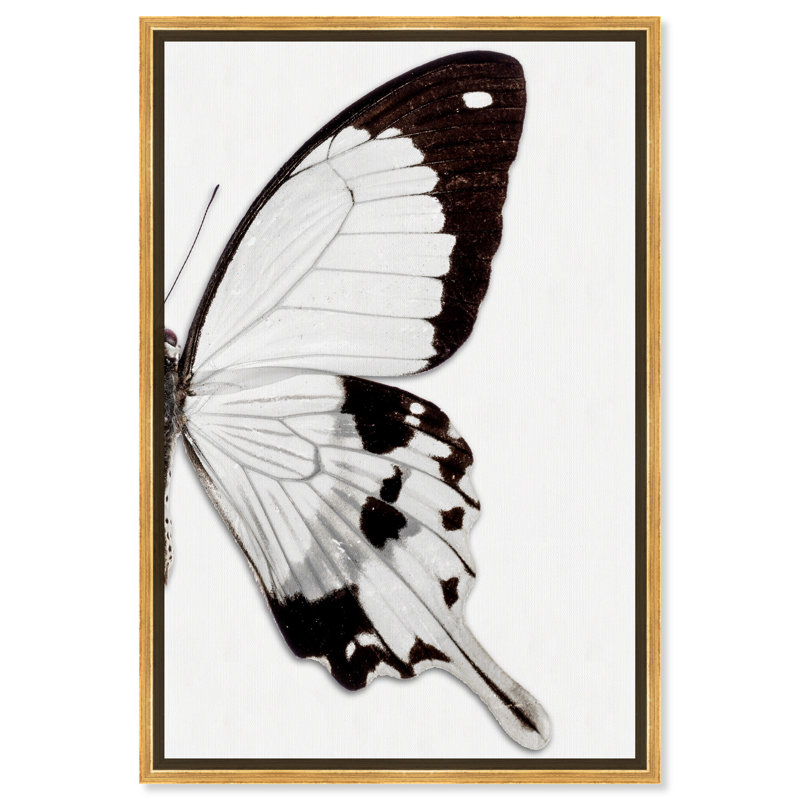 Papillon monochrome II - photographie sur toile, Toile avec cadre doré, H 24 po x l 16 po