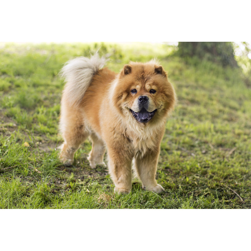 Chow Chow by GoodLifeStudio - No Frame Print on Canvas, 61cm H x 91cm W