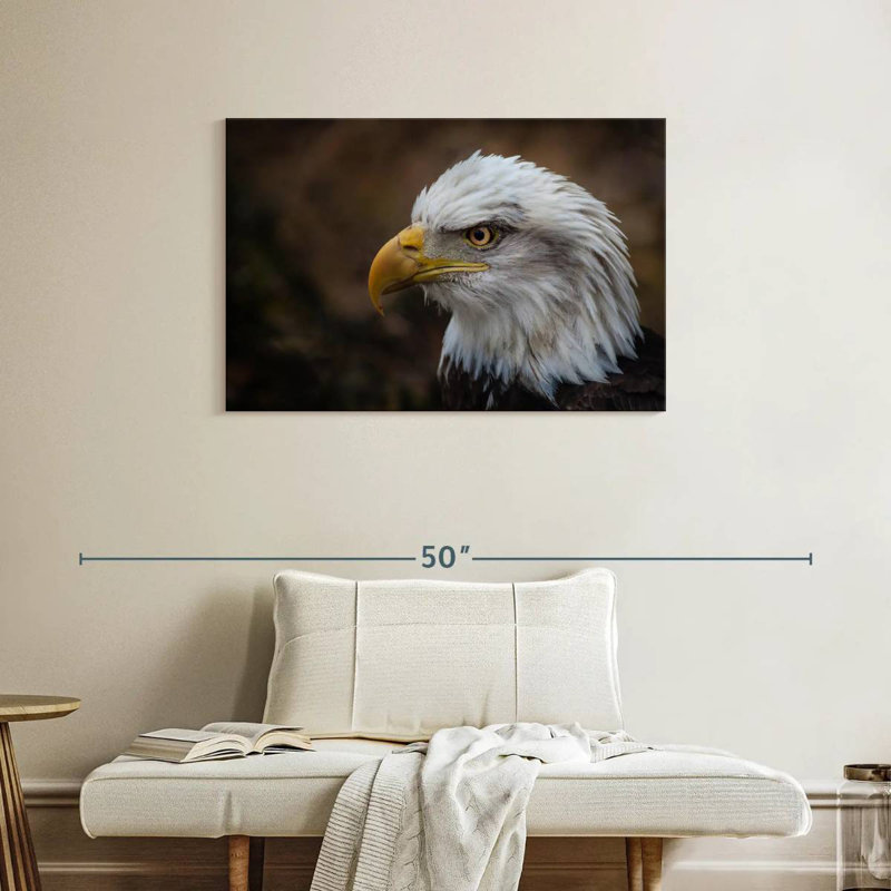 Brampt Bald Eagle Gaze