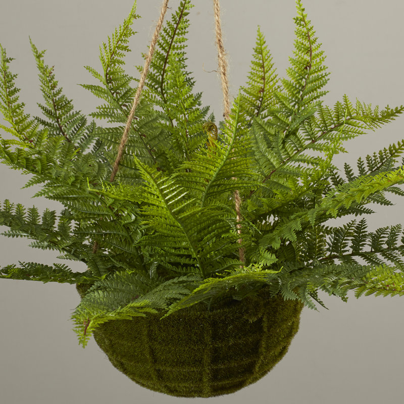 Evergreen Fern Duo in Mossy Plastic Hanging Baskets for Indoor/Outdoor