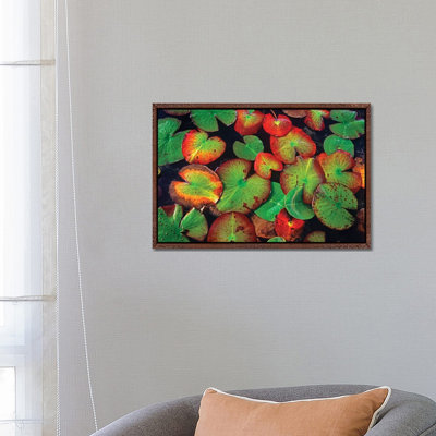 Yellow Pond Lily Close Up Of Pads, North America by Tim Fitzharris - Gallery-Wrapped Canvas Giclée on Canvas