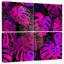 Harnek rose vif Monstera