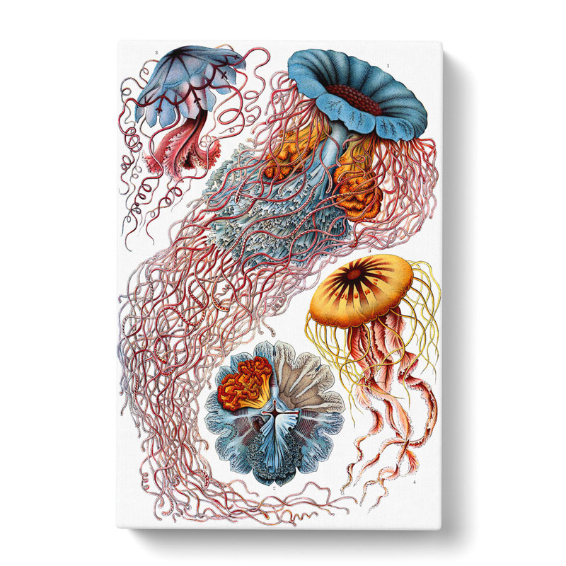 Jellyfish by Ernst Haeckel - Wrapped Canvas, 60cm H x 40cm W x 3cm D