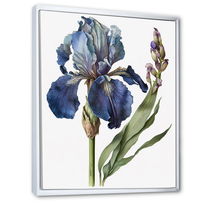 Iris bleu, illustration botanique sur toile, Cadre flottant blanc, H 40 po x l 30 po x P 1,5 po