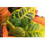100cm Faux Banana Leaf Plant in Pot