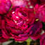 Garden Floral Peony Faux Floral