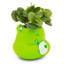 Mini pot à fleurs en céramique 5 pouces avec plantes succulentes Care Bears Good Luck Bear