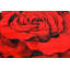 Tapis floral rouge Baseeth-330936250