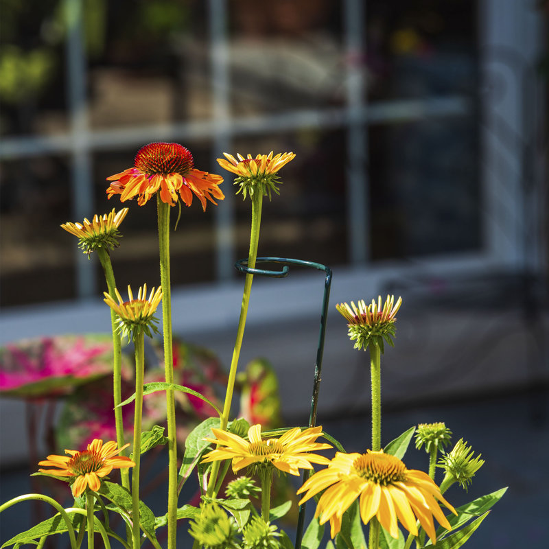 Support pour plantes LeChee
