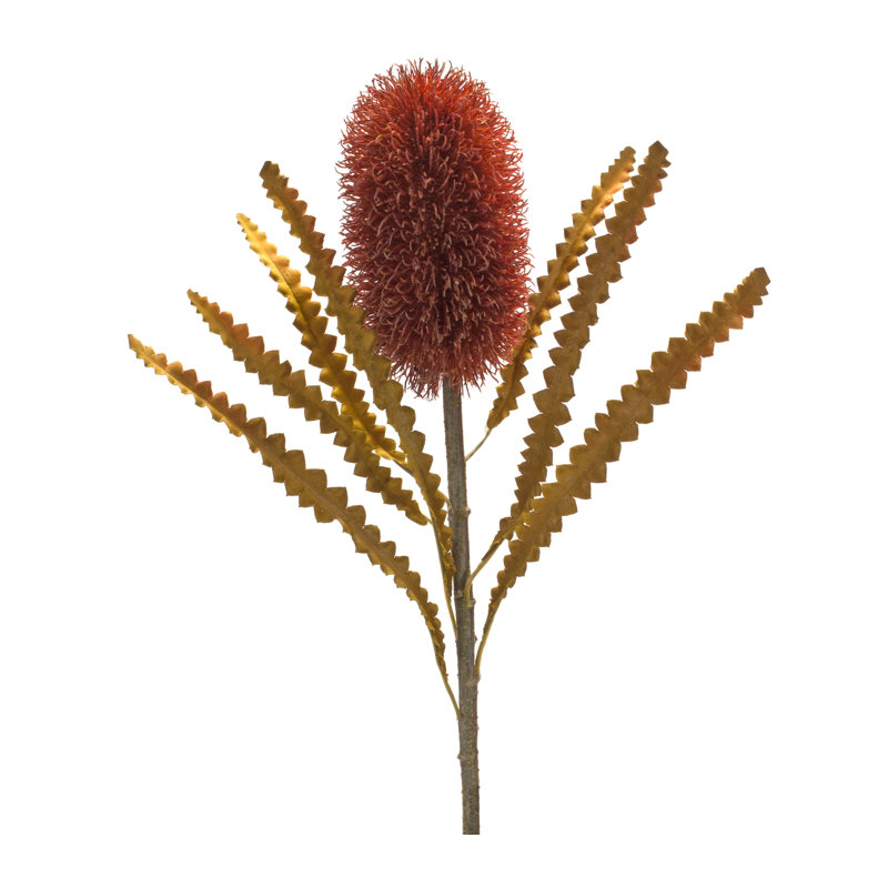 Banksia Steam