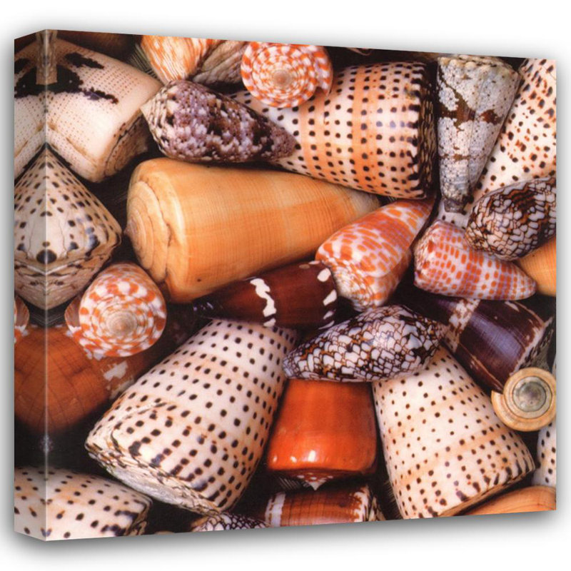 Cone Shells, 20" H x 20" W