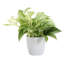Marble Queen Pothos Plant in Pot-49662259