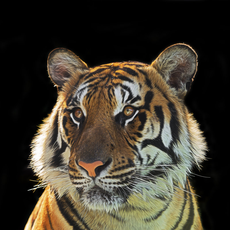 Tiger Isolated On Black by Tunart - Wrapped Canvas Print, 76cm H x 76cm W x 3.8cm D