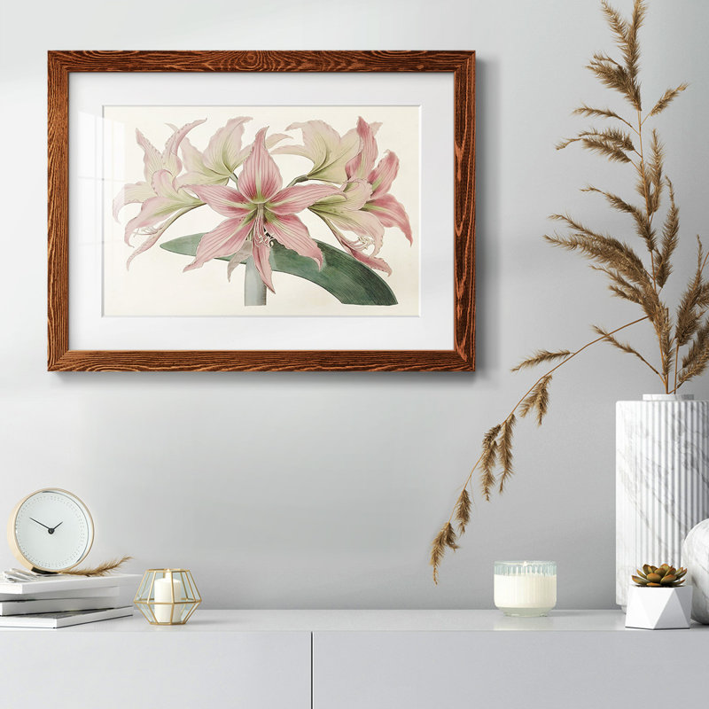 Amaryllis Varietals I, reproduction d'art encadrée, Érable, H 28 po x l 42 po x P 1,5 po