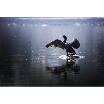«Great Cormorant» par Kumud Parajuli - photographie sur toile tendue