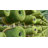Somersby Indoor/Outdoor Low Pile Artificial Grass Turf Rugs and Rolls Customized Size For Balcony, Patios-640686508