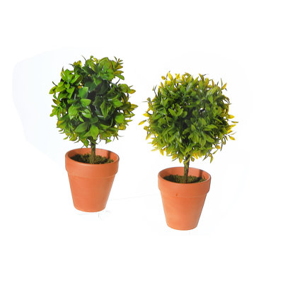 Arrangement in Pot