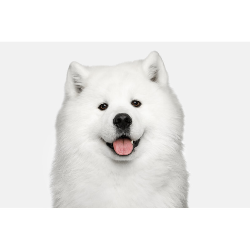 Samoyed Dog Isolated On White Background - Wrapped Canvas Print, 30cm H x 46cm W x 3.8cm D