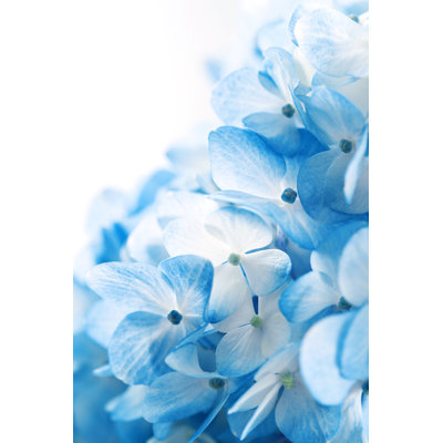 Hydrangea Flowers - Wrapped Canvas Print