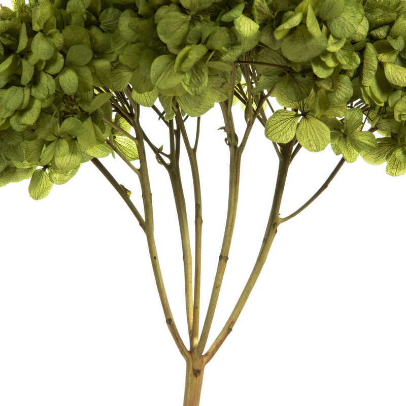 Natural Botanicals 15" Hydrangea with Multiple Branch Segments, Preserved, Basil