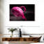 Magnifique flamant rose Brampt-107690021