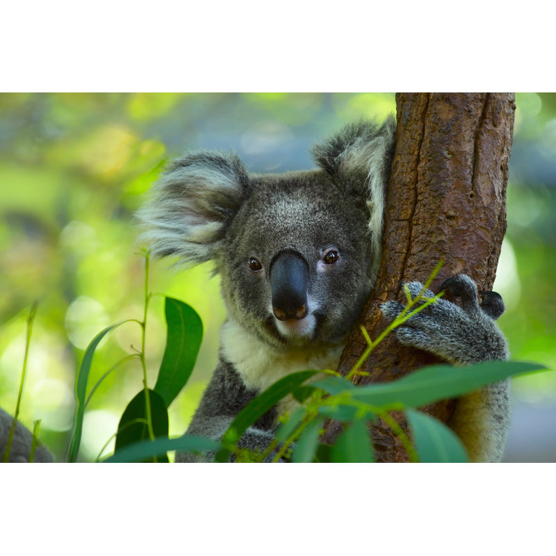 Koala by Mihtiander - Wrapped Canvas Print, 61cm H x 91cm W x 3.8cm D