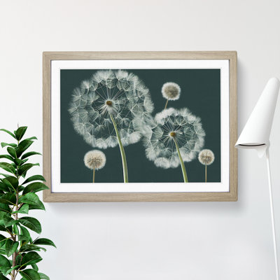 Magical Dandelion Flowers - Framed Print