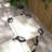 Outdoor Lounge Chair, Adjustable Backrest Folding Chaise Lounge, Cushioned Chair With Sunshade Roof & Pillow Headrest-839717268