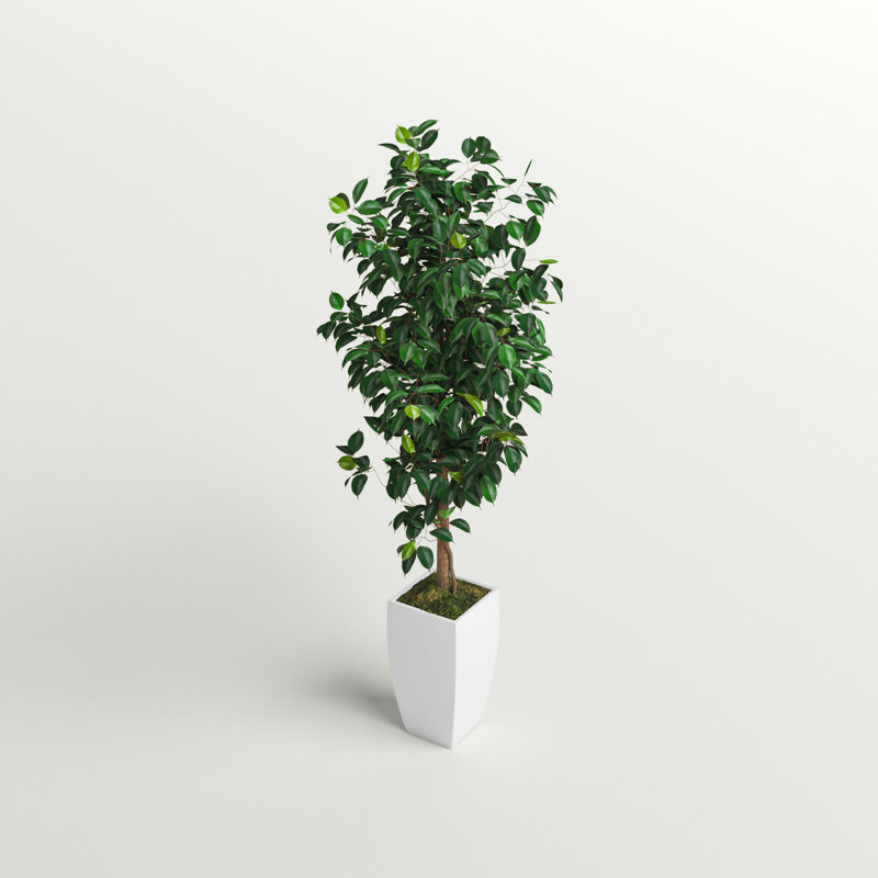 Ficus artificiel 54 po en pot, Blanc