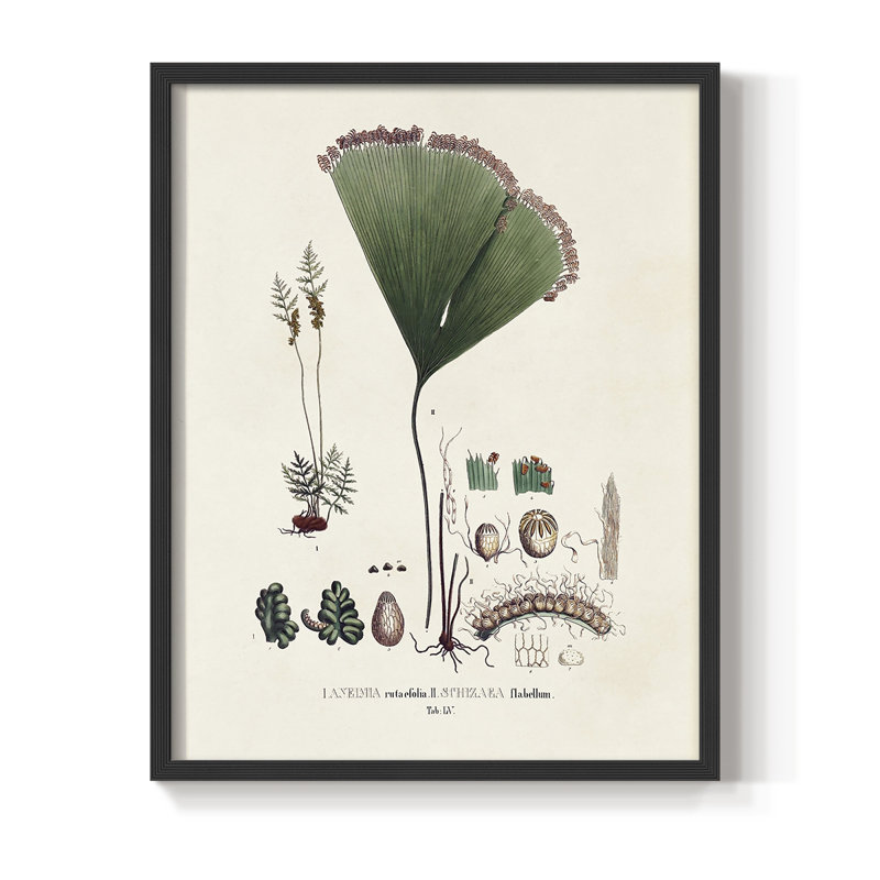 «Botanical Society Ferns IX», reproduction encadrée - bois massif, Noir, H 20 po x l 16 po