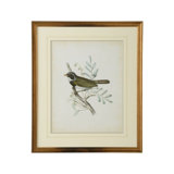 Delicate Birds VI Print