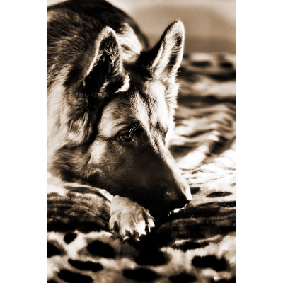 Portrait of german shepard