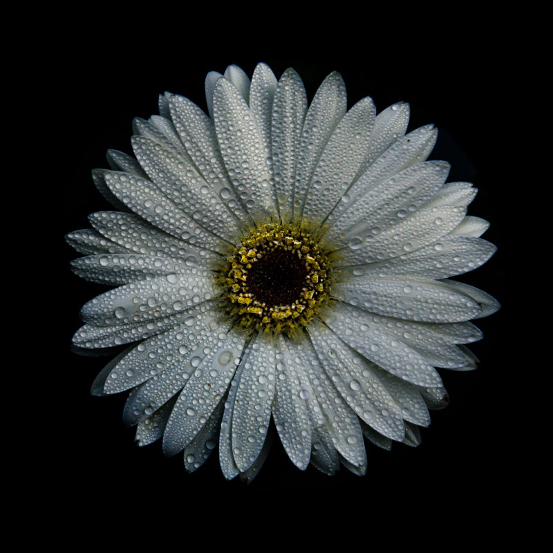 White Gerber Daisy by Brian Carson - Wrapped Canvas Art Prints, 30cm H x 30cm W
