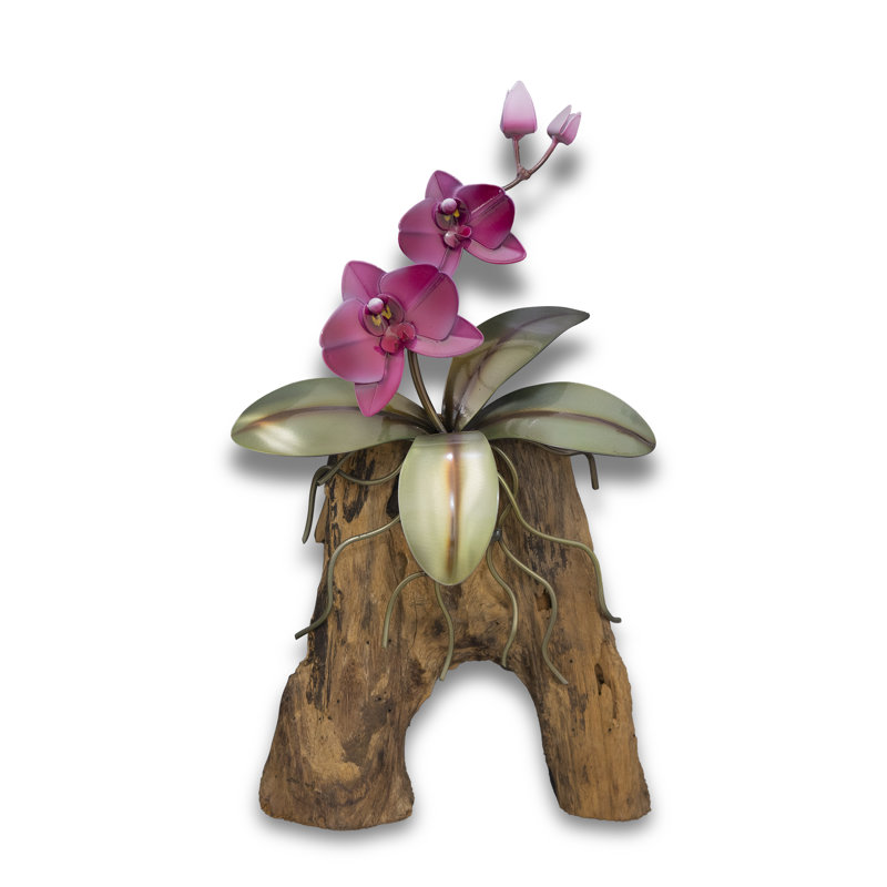Orchidée phalaopsis