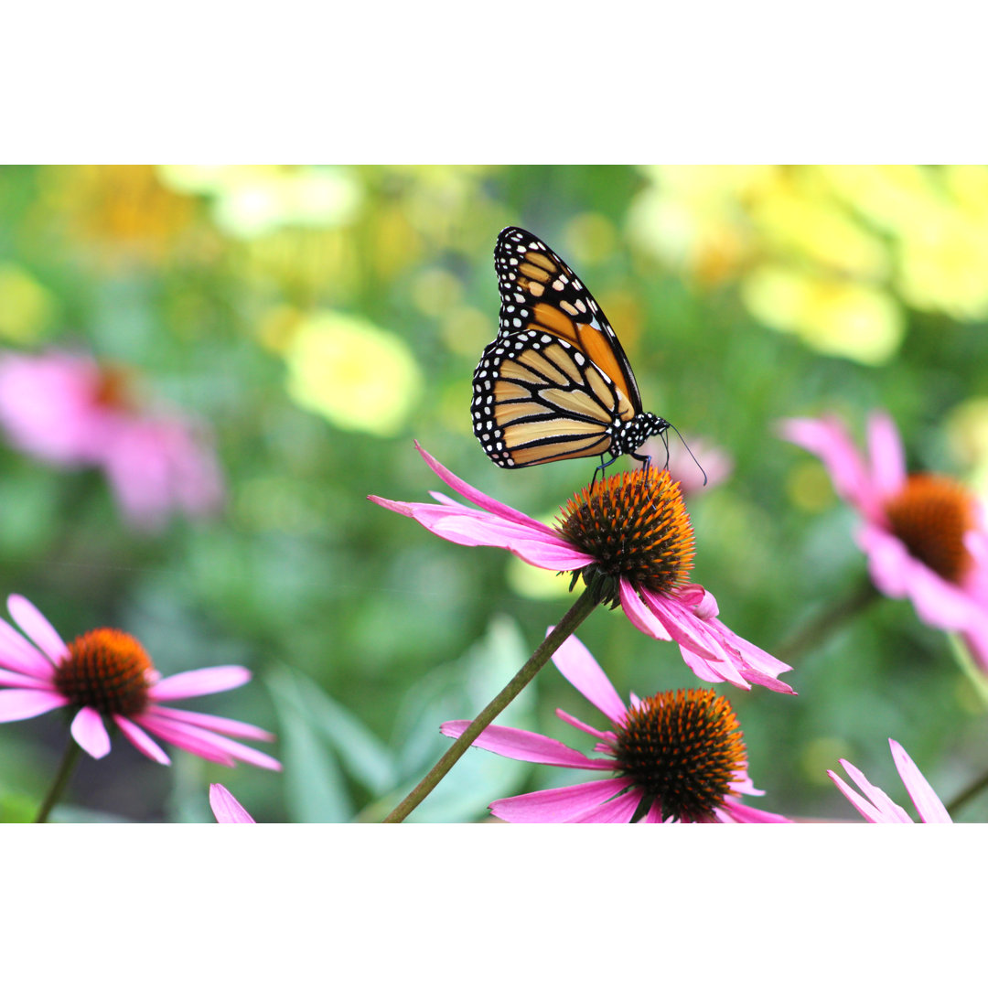 Monarch Schmetterling von Db_beyer - Drucken