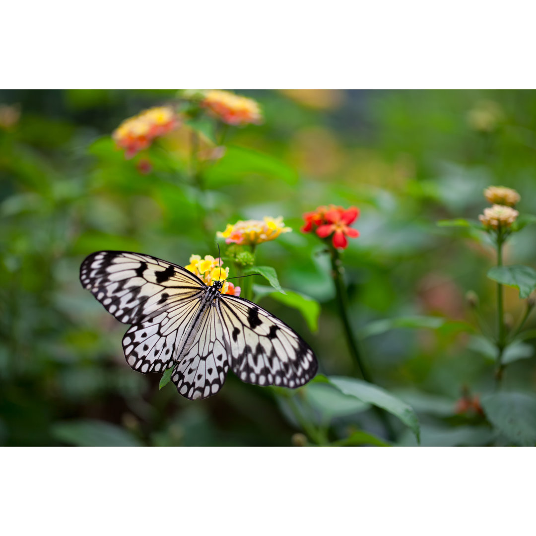 Weiße Baumnymphe Schmetterling auf Blume - Leinwandbild