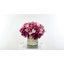 Sarina Hydrangea in Pot-29120476