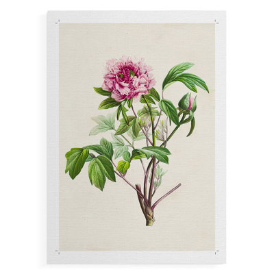 «Pretty Pink Botanicals» - Impression sur toile seulement - non encadrée