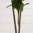 Dracaena Silk Plant