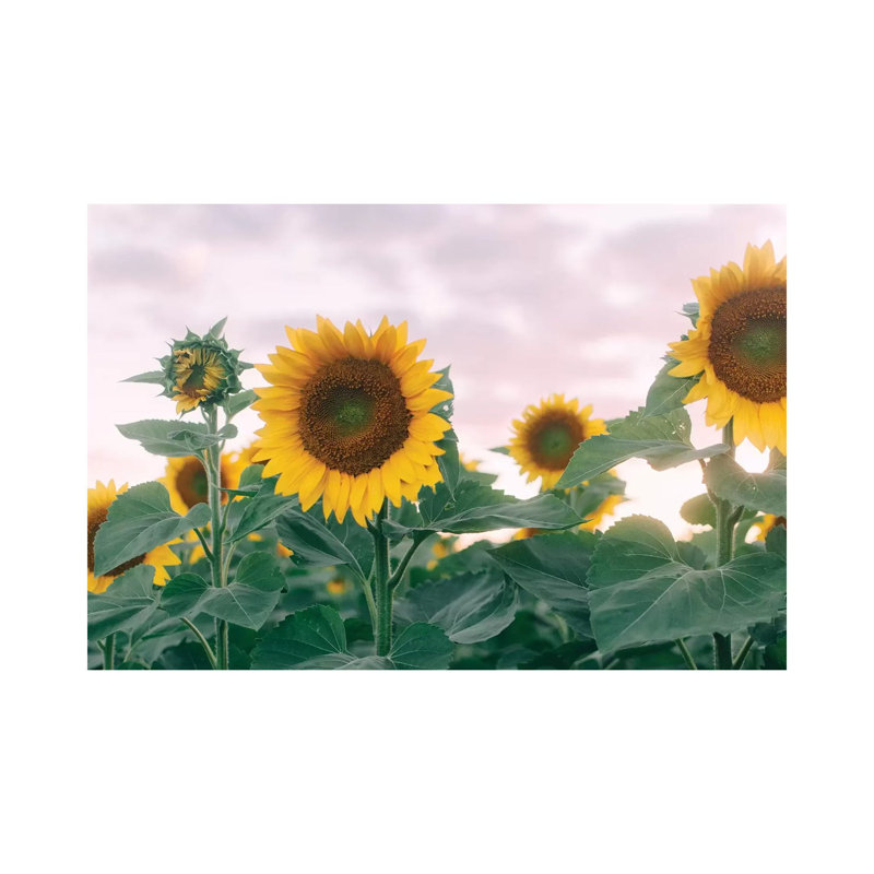 Sunflowers At Sunset I by Chelsea Victoria - Wrapped Canvas Print, 20.32 cm H x 30.48 cm W