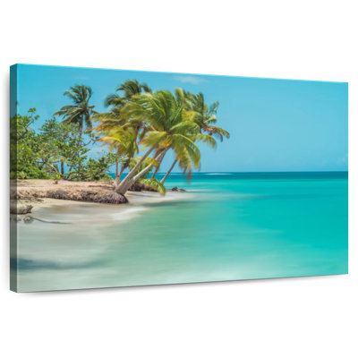 Gillard Dominican Coastal Palms