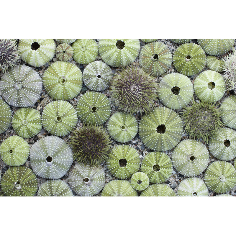Tuart Sea Urchin Tests by Maasik - Wrapped Canvas Print, 20cm H x 30cm W x 3.8cm D