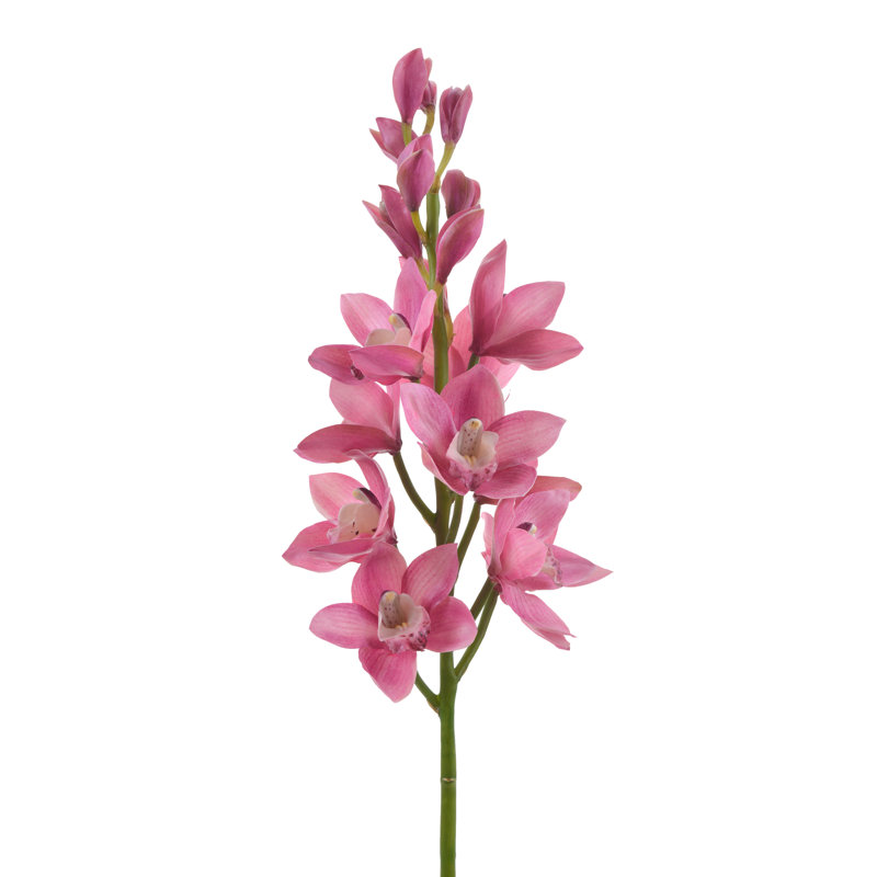 Orchidée cymidium